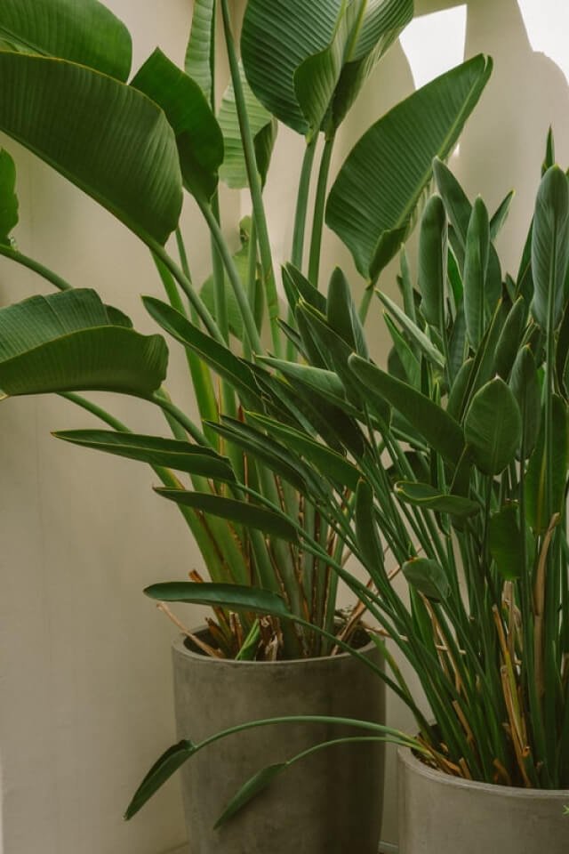 Spathiphyllum:圖片 2