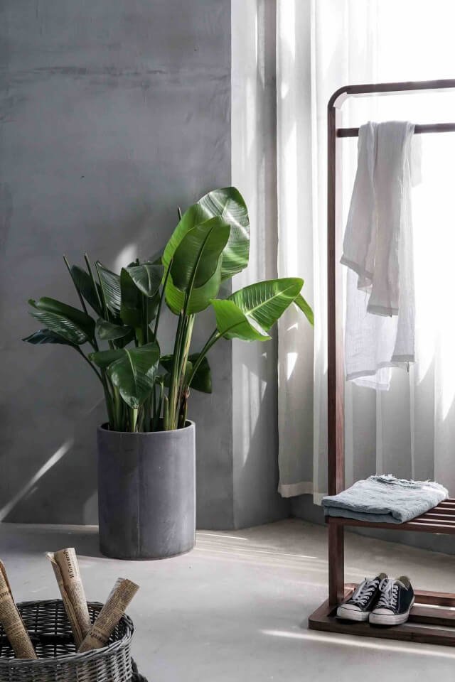 Bird of Paradise:圖片 2