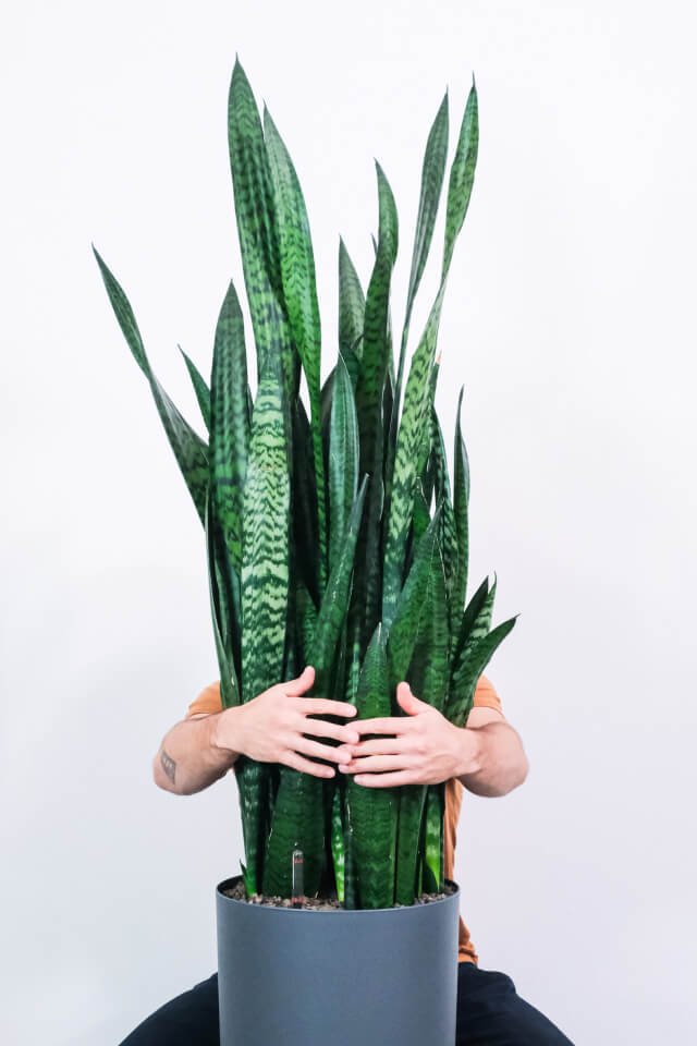 Sansevieria Laurentii:圖片 2