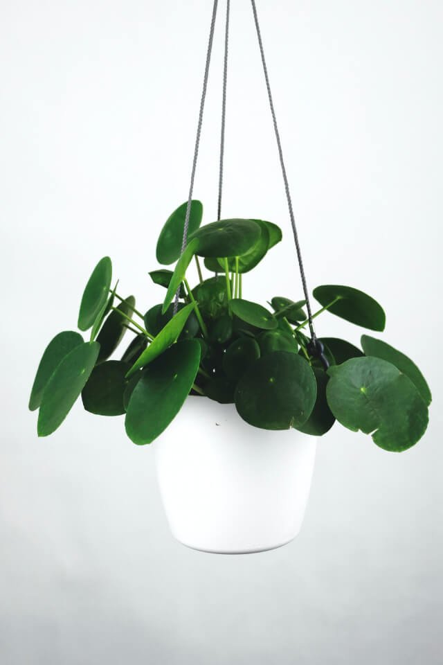 Pilea Peperomioides:圖片 2