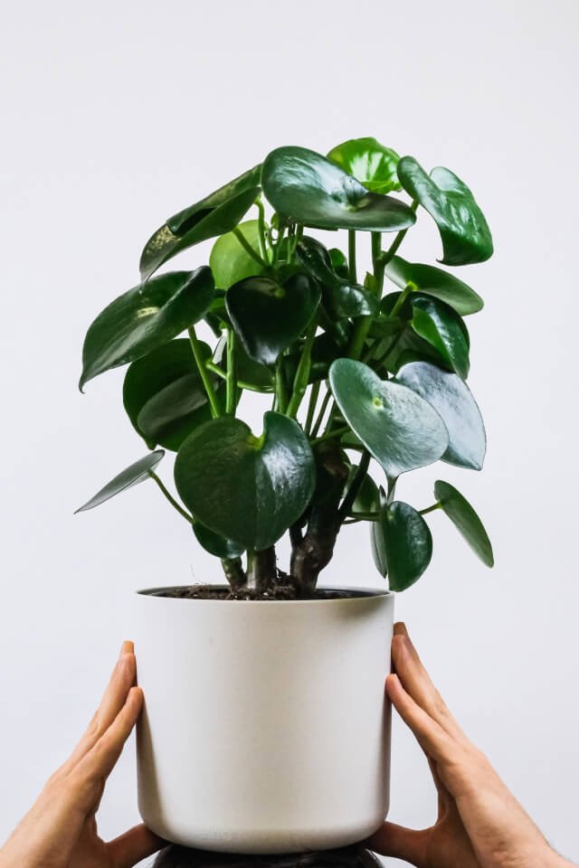 Ficus Decora Cabernet:圖片 2