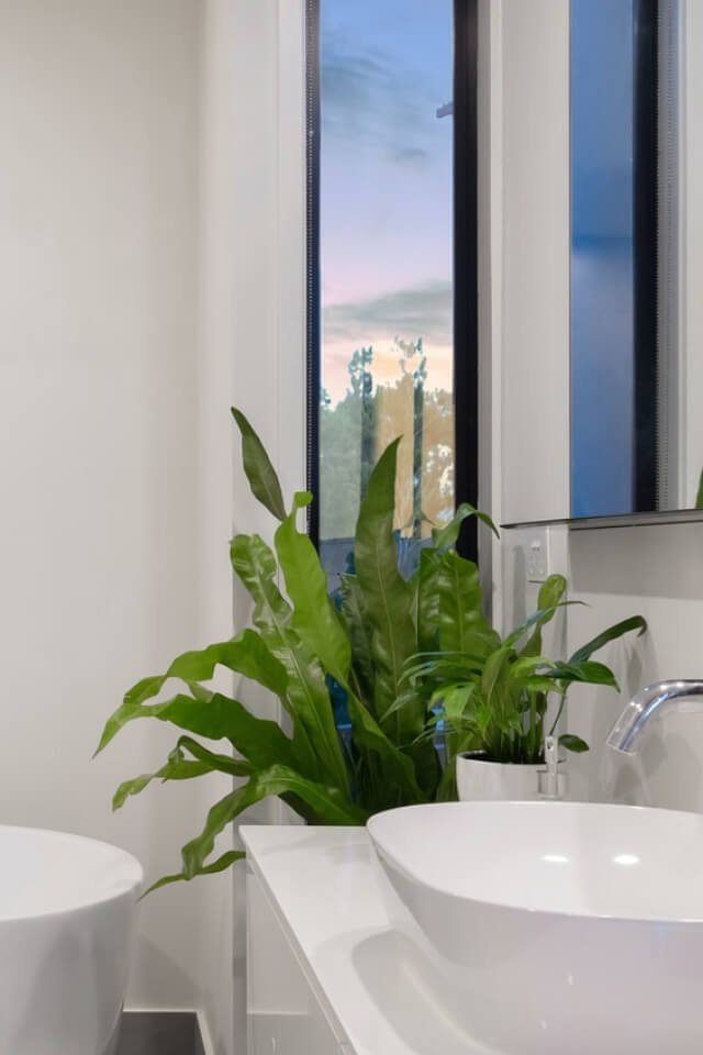 Birdnest Japanese:圖片 2