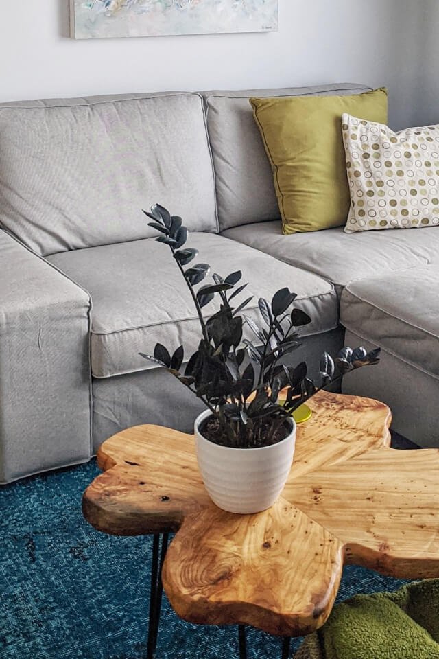 Calathea Rufibarba:圖片 2