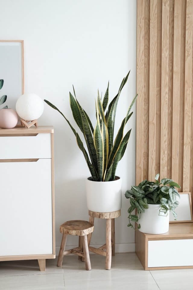 Sansevieria Golden Flame:圖片 2
